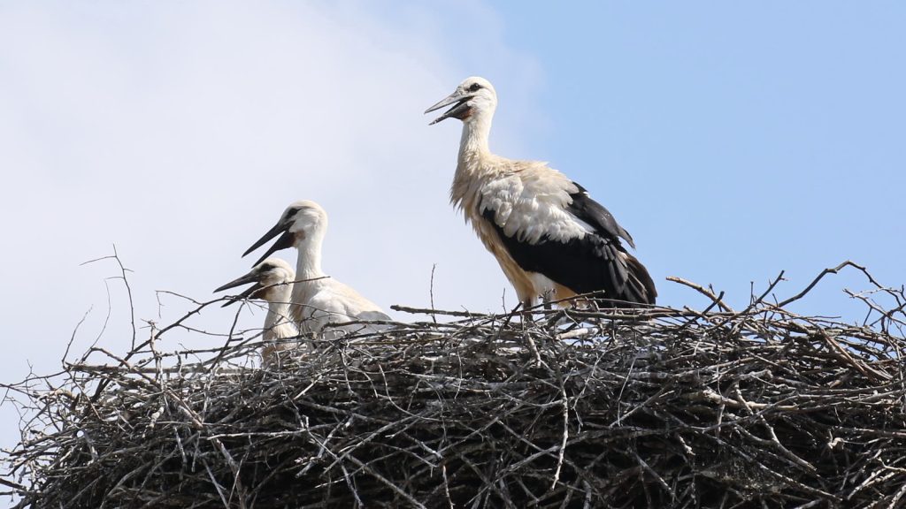 Zwei junge Weißstörche stehen in einem Horst aus Ästen